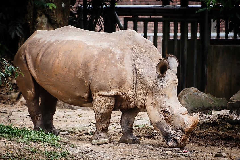 A Sumatran rhino (Dicerorhinus sumatrensis)