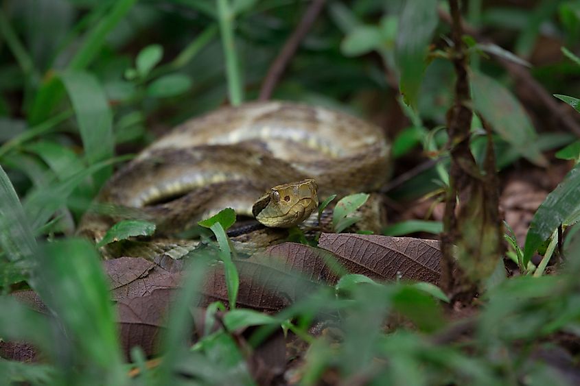 A jararaca (Bothrops jararaca)