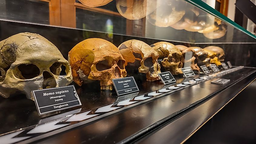  Human Evolution Exhibition of Sapiens Skull Replicas on Display at Geological Museum, Bandung City, Indonesia