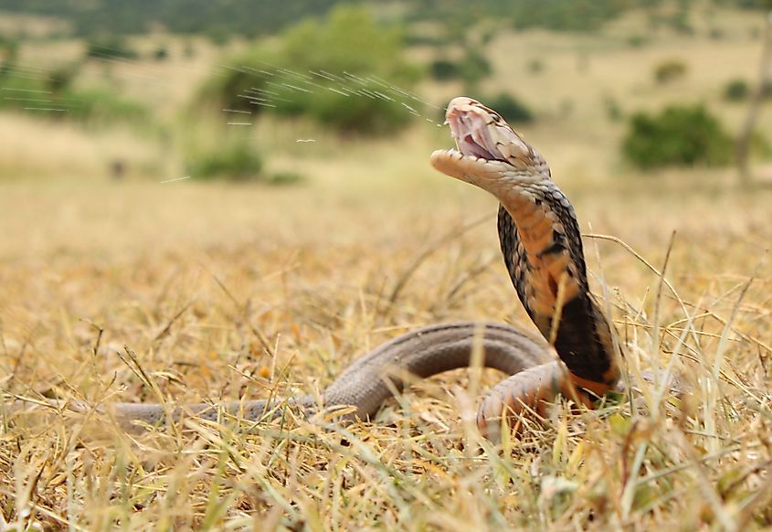 A Spitting Cobra spraying its venom