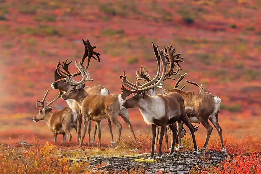 A herd of barren-ground caribou