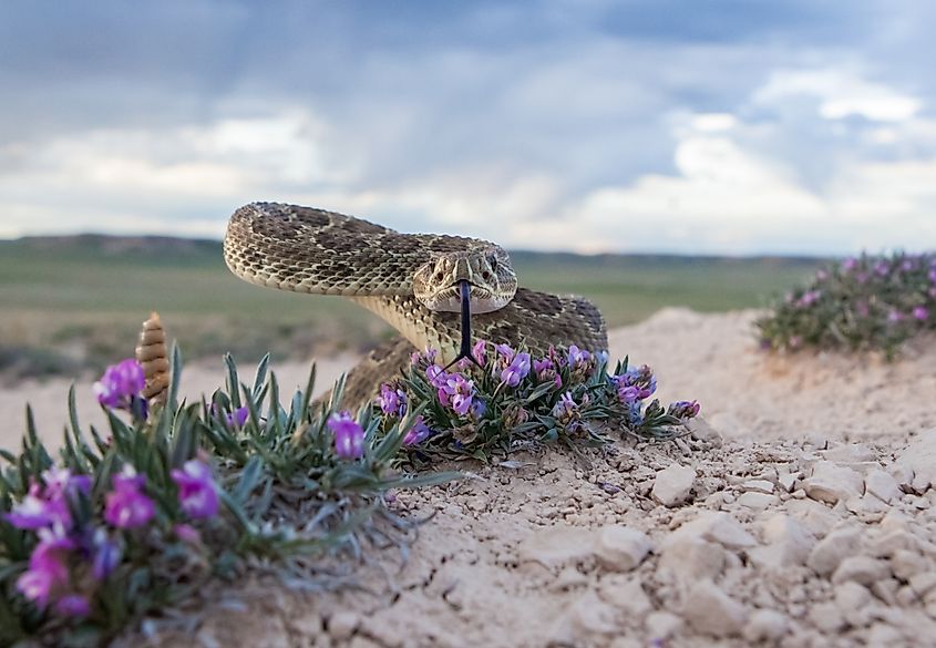 A prairie rattlesnake (Crotalus viridis)