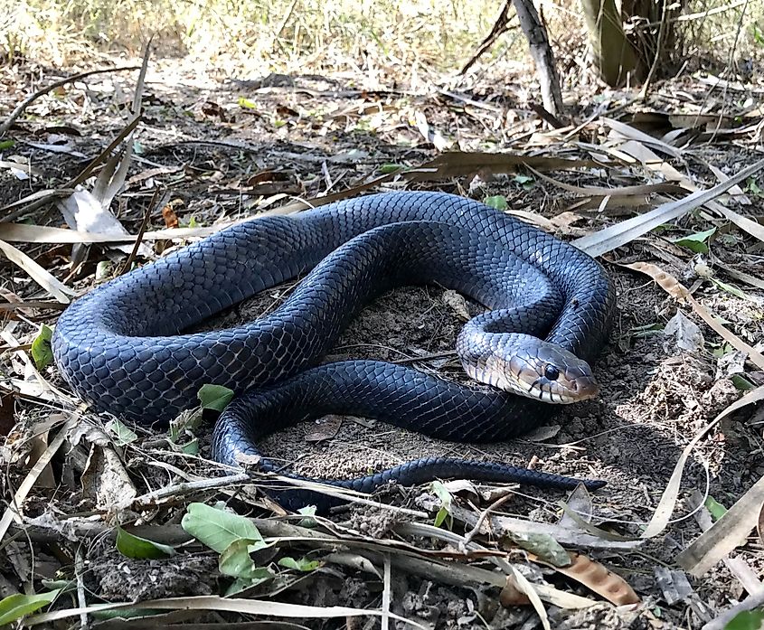 Texas indigo snake.