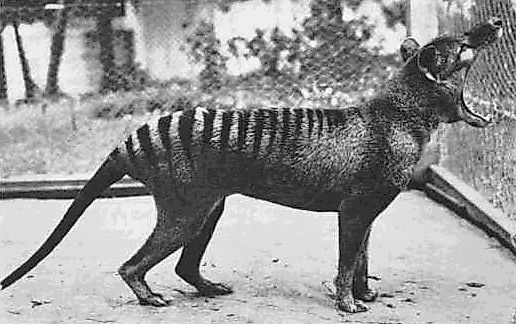 The last living thylacine, with an open mouth.
