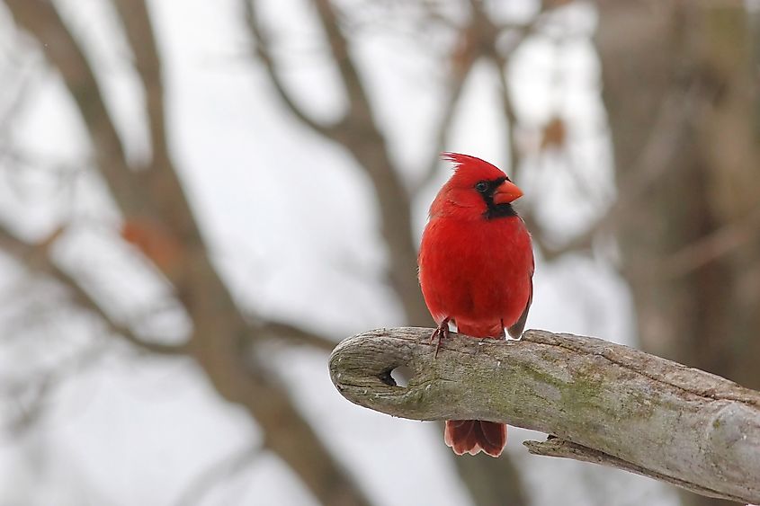 A male northern cardinal perched on a branch.