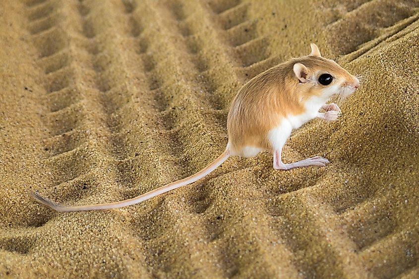 A desert kangaroo rat.