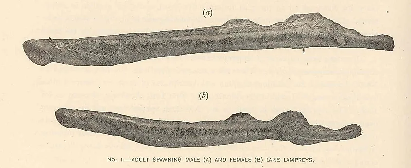 Adult spawning male (A) and Female (B) Lake Lampreys also known as Vancouver Lampreys. 