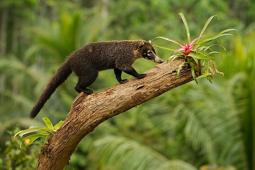 A white-nosed coati (Nasua narica)