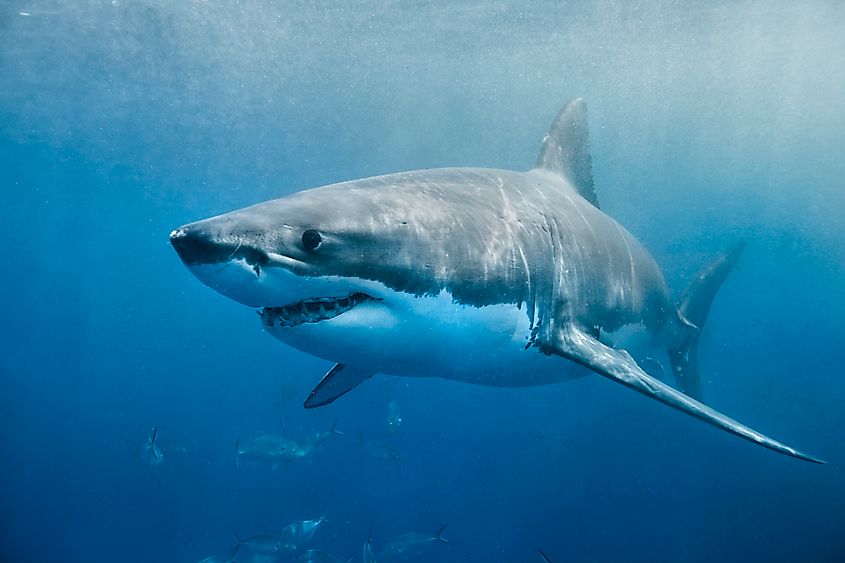 A great white shark (Carcharodon carcharias)