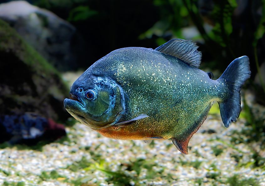 A piraya piranha