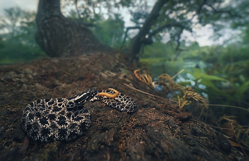 A wild pygmy rattlesnake resting on a tree trunk beside a river.