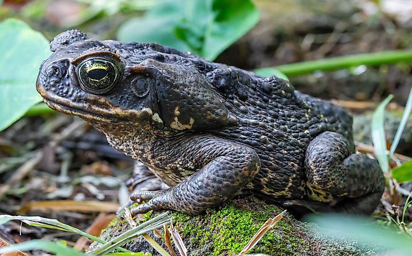 A cane toad (Rhinella marina)