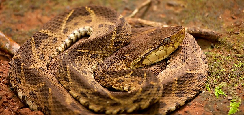 A Fer-de-lance snake