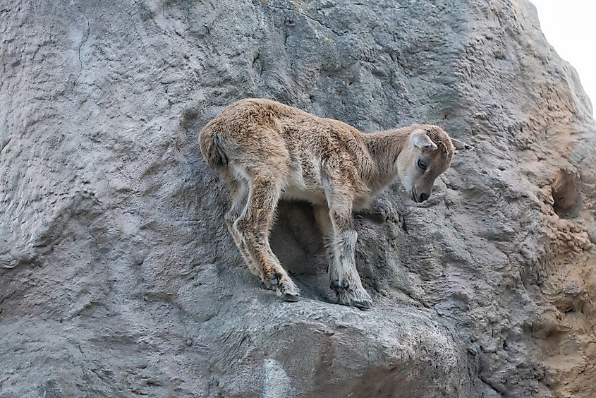 A markhor kid on a rock