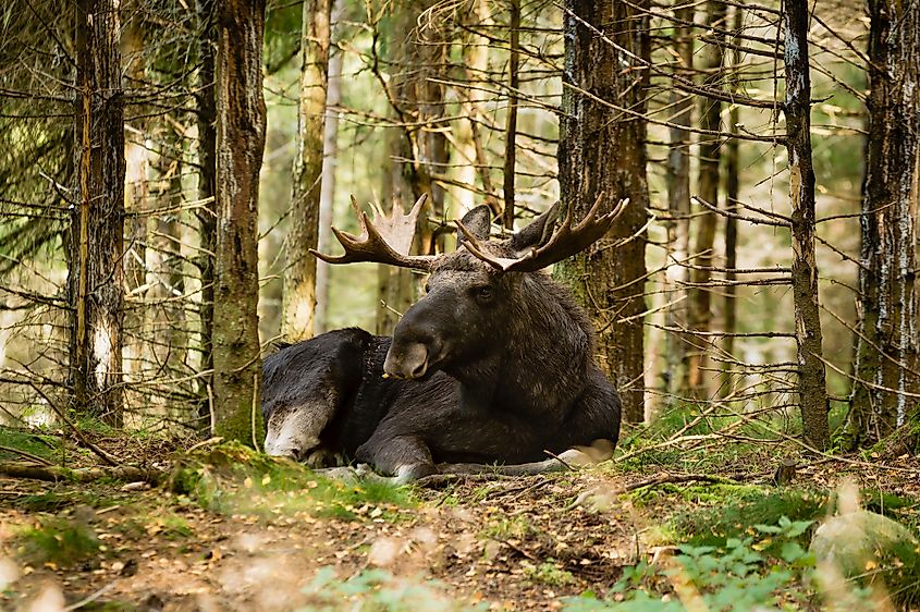 A bull moose resting in a dense spruce forest.