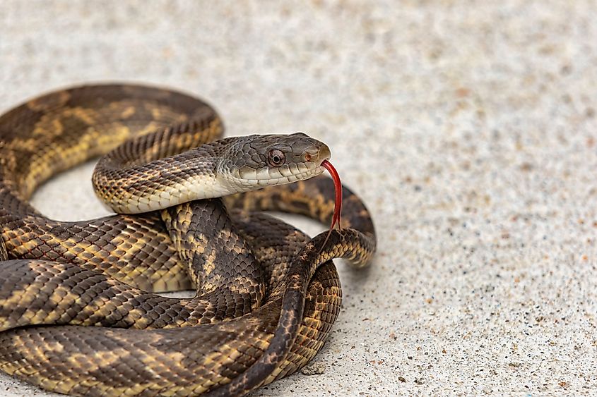 A Texas rat snake coiled up.