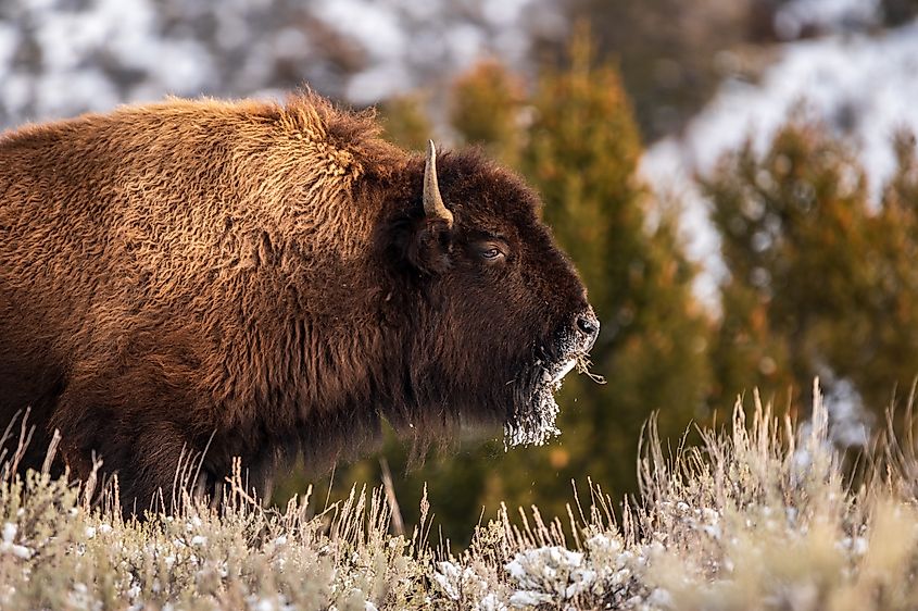 An American bison (Bison bison)