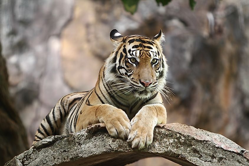 A Sumatran tiger (Panthera tigris sondaica)
