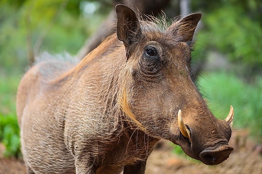 A Warthog with a horn on Safari in South Africa. 