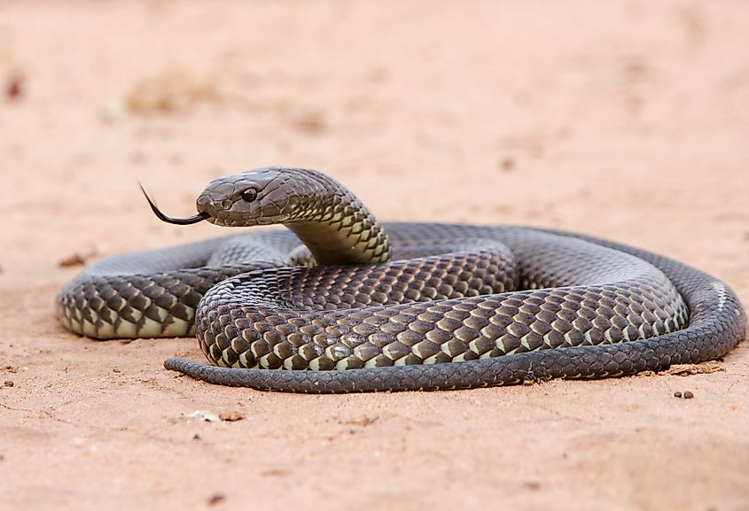 A mulga snake (Pseudechis australis)