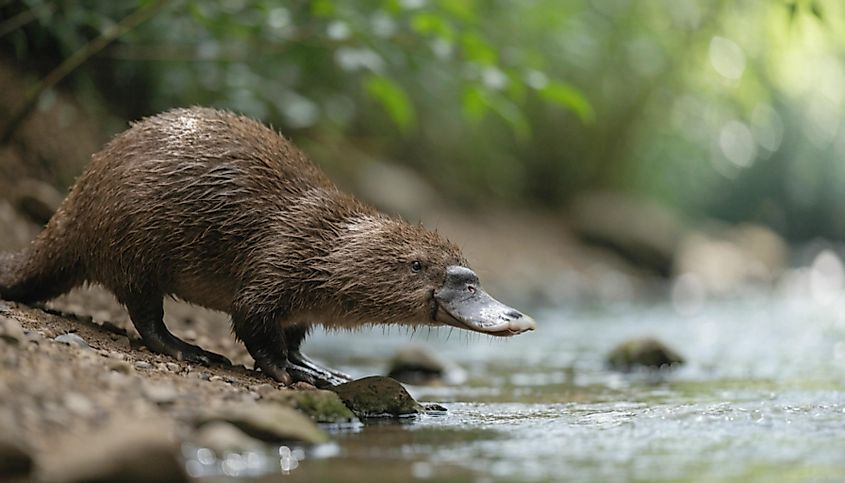 A platypus (Ornithorhynchus anatinus)