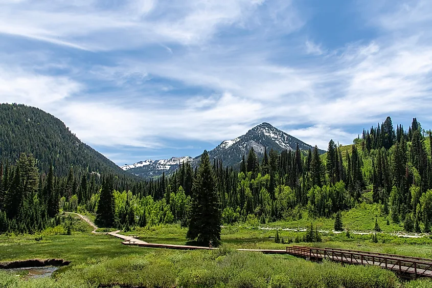 A view of the trees and mountains at Big Cottonwood Canyon