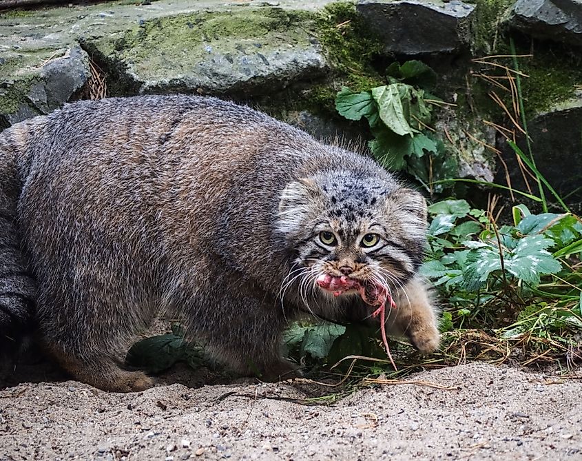 A Pallas's cat (Otocolobus manul)