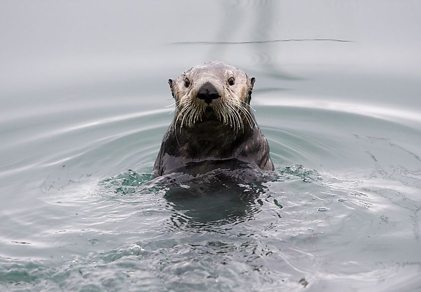 A sea otter floating off the coast of Alaska.