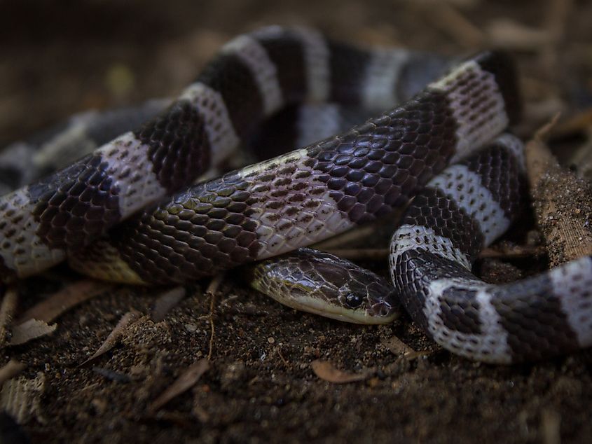 A Malayan blue krait (Bungarus candidus) 