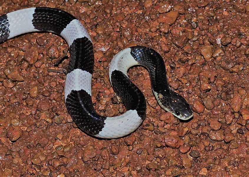 A Malayan blue krait (Bungarus candidus) 