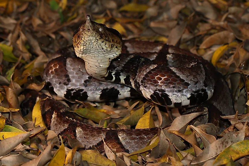 A sharp-nosed viper (Deinagkistrodon acutus)