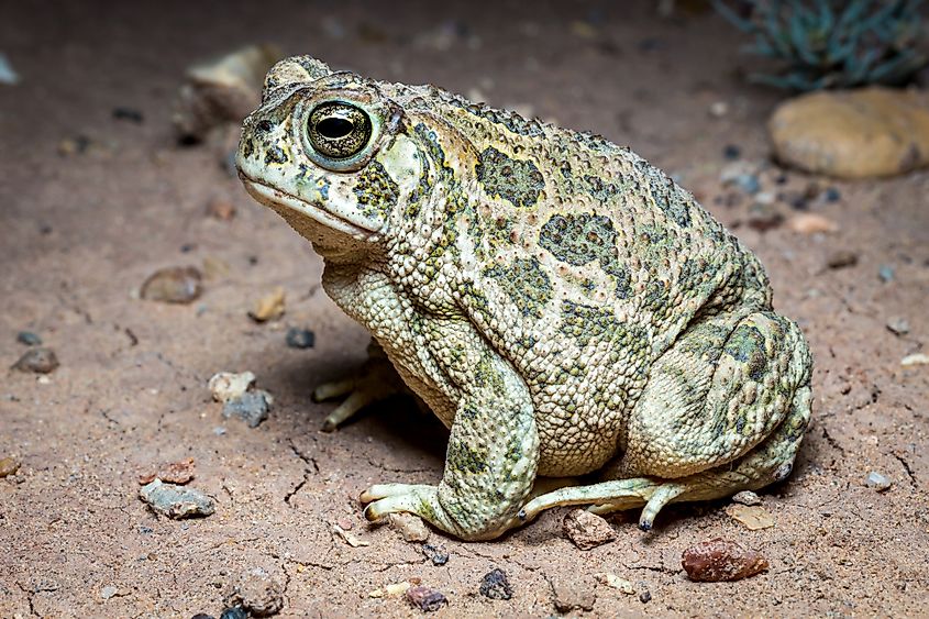 A great plains toads (Anaxyrus cognatus)