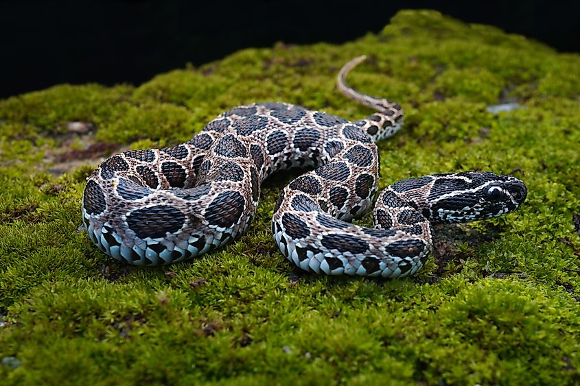 A Russell's viper (Daboia russelii)