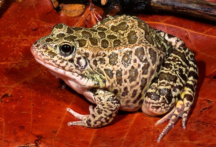 A crawfish frog (Lithobates areolatus)