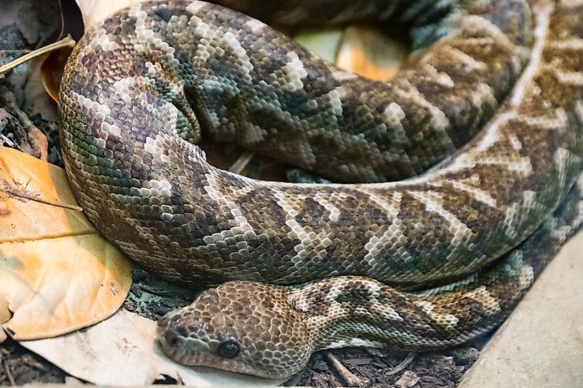 A Cuban boa (Chilabothrus angulifer)