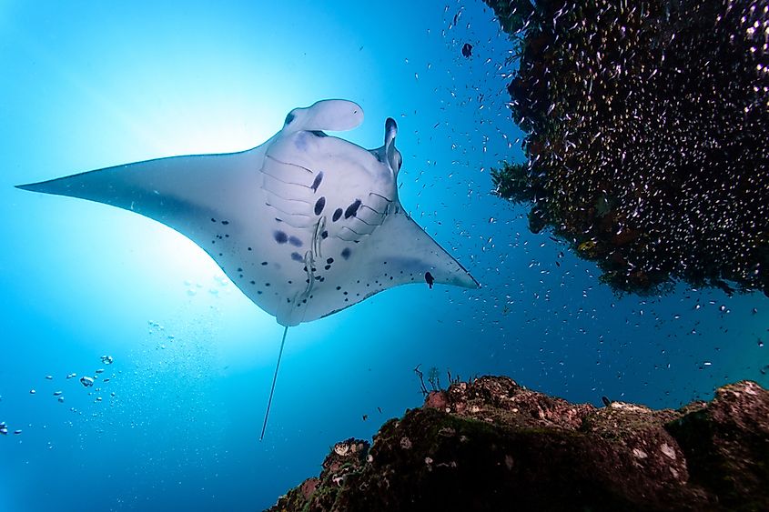 A manta ray gliding near a coral reef.