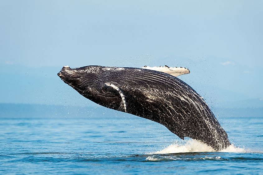A humpback whale (Megaptera novaeangliae)