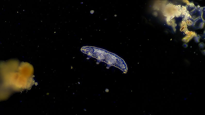 A tardigrade, or water bear, under microscope magnification.
