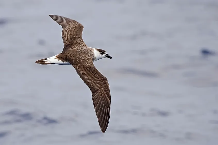 A black-capped petrel (Pterodroma hasitata)