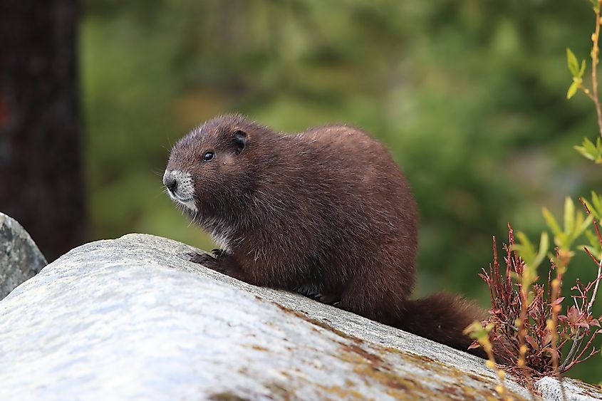 Vancouver Island Marmot, Marmota vancouverensis, Mount Washington, Vancouver Island, BC, Canada