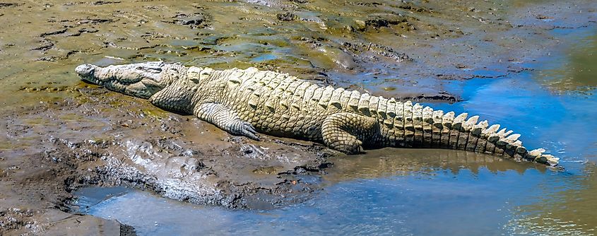 An American crocodile (Crocodylus acutus)