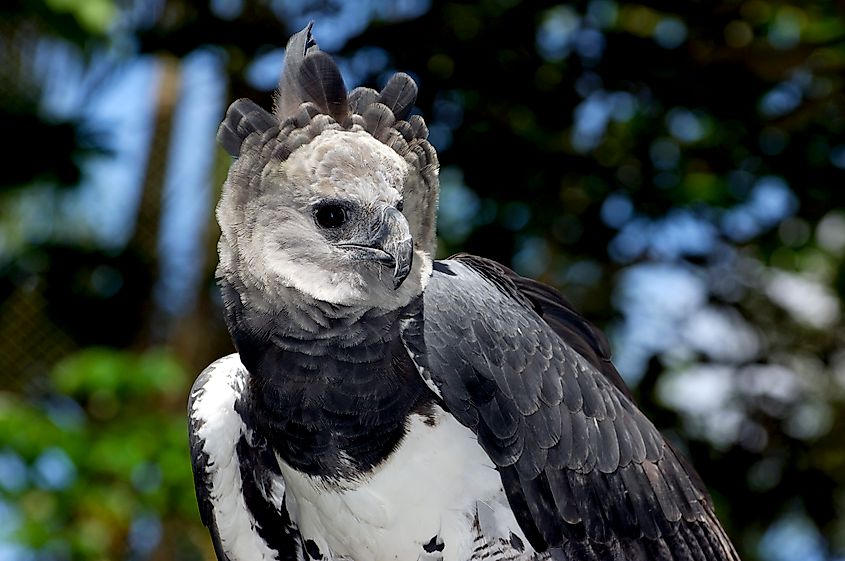 A harpy eagle (Harpia harpyja)