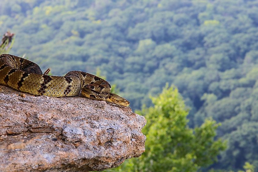 A timber rattlesnake basking on a rock outcrop in the mountains