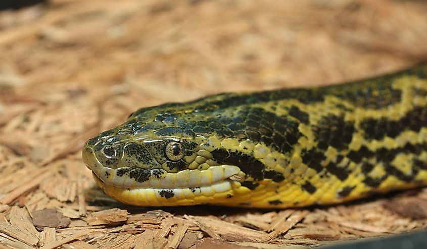 anaconda close up