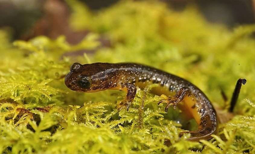 An Olympic torrent salamander (Rhyacotriton olympicus)