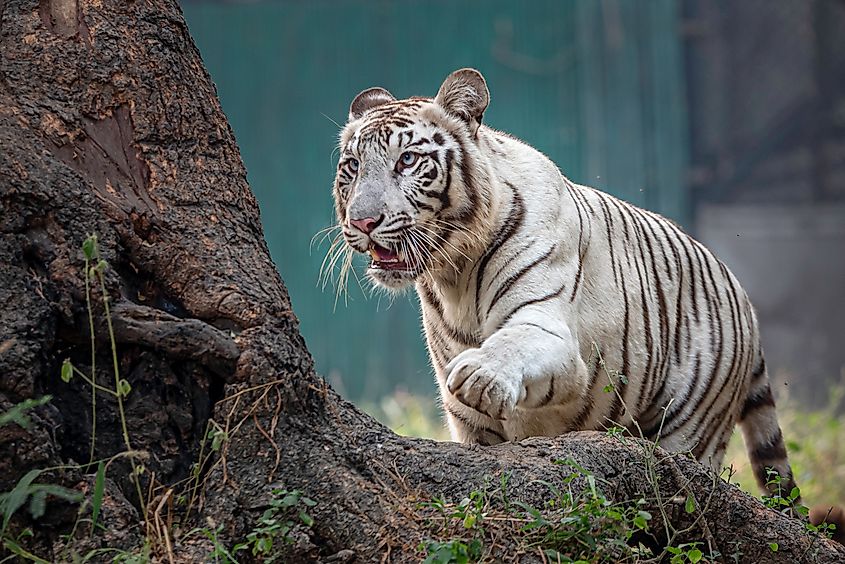 A white tiger on the prowl.
