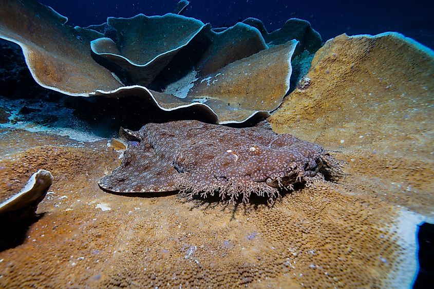A tasselled wobbegong (Eucrossorhinus dasypogon)