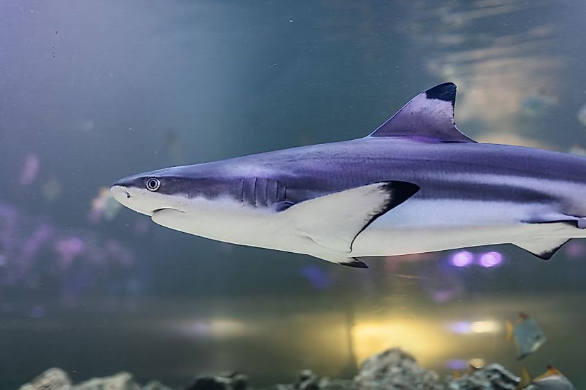 A mako shark in an underwater aquarium