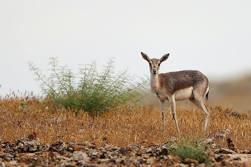 A goitered gazelle.