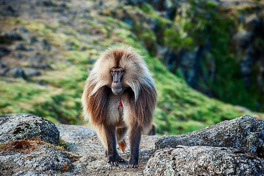 A gelada (Theropithecus gelada)